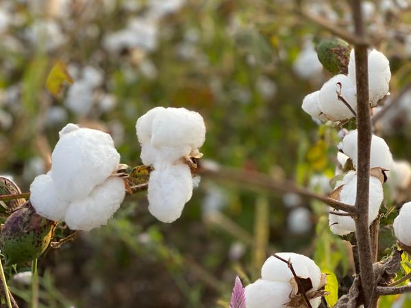 Hovedbilde AIAYU  Cotton rib opal blue 